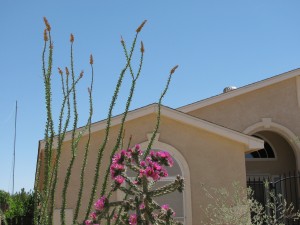 2009_0512CactusOther0057